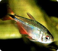 BUENOS AIRES TETRA - QUANTITY OF 12